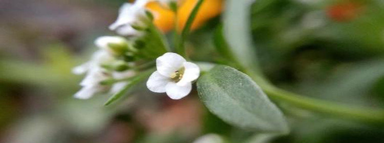 植物百科知识软件大全_植物百科知识软件合集