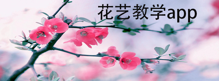 可以教花艺的app_花艺教学app